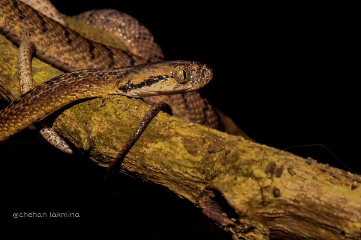 Boiga ceylonensis Gunther, 1858